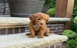 Goldendoodle dogs for sale: Paisley - Image 11