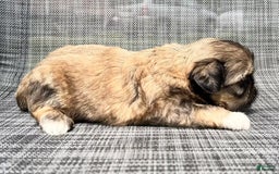 Shih Tzu dogs for sale: Minnie - Image 6