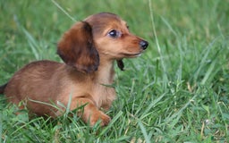 Miniature Dachshund dogs for sale: Dora - Image 5