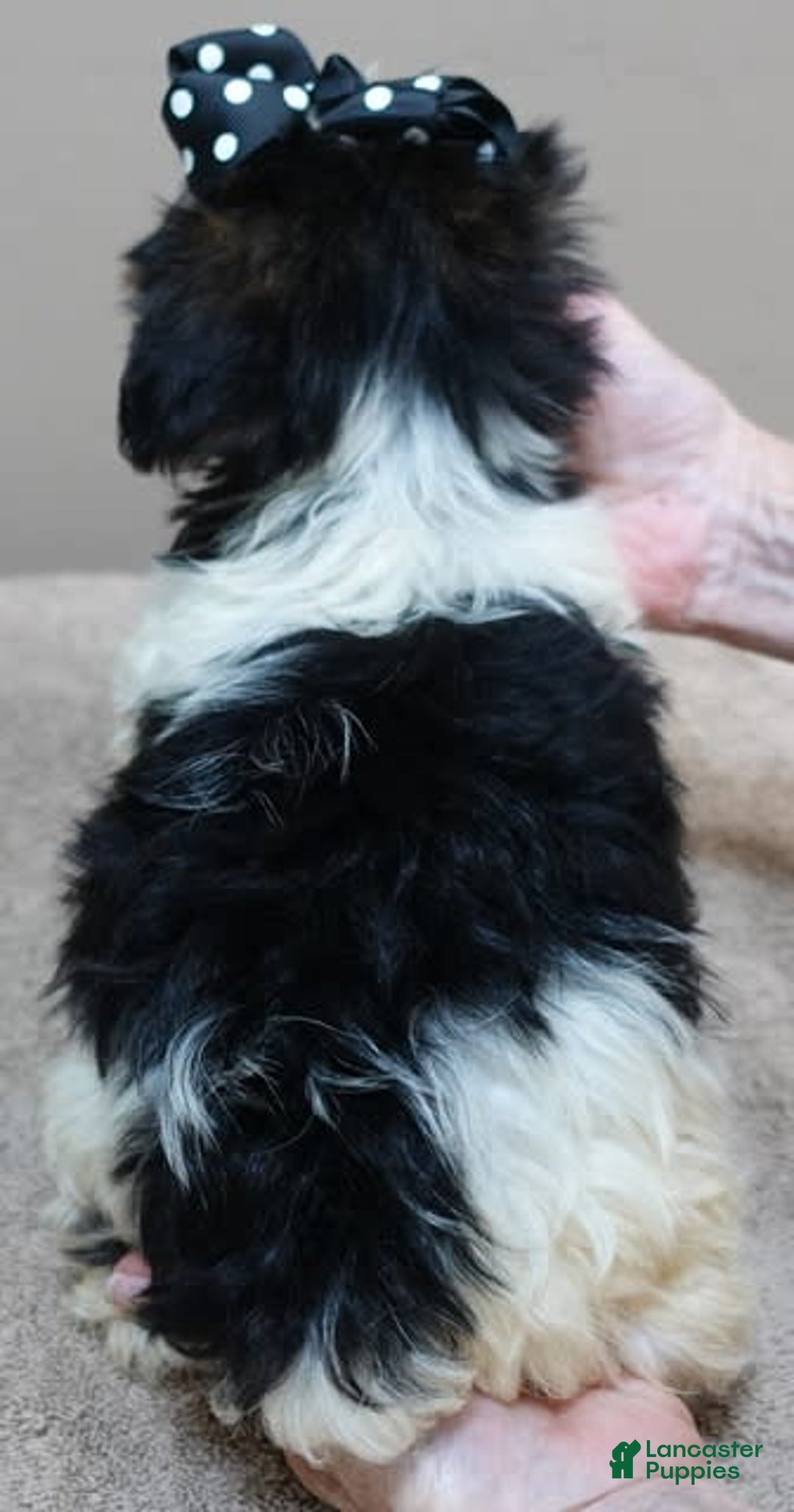 Yorkshire Terrier dogs for sale: Kai parti boy - Image 6