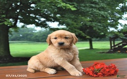 Golden Retriever dogs for sale: Jill - Image 2