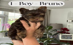 Yorkshire Terrier dogs for sale: Yorkshire Terrier 3 puppies - Image 6