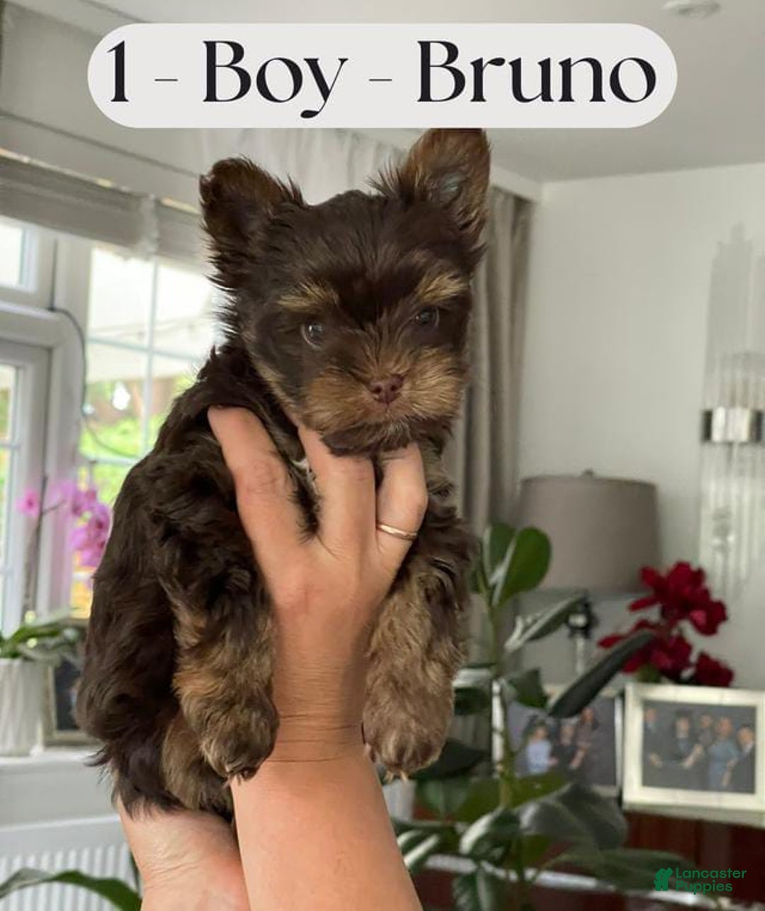 Yorkshire Terrier dogs for sale: Yorkshire Terrier 3 puppies - Image 6