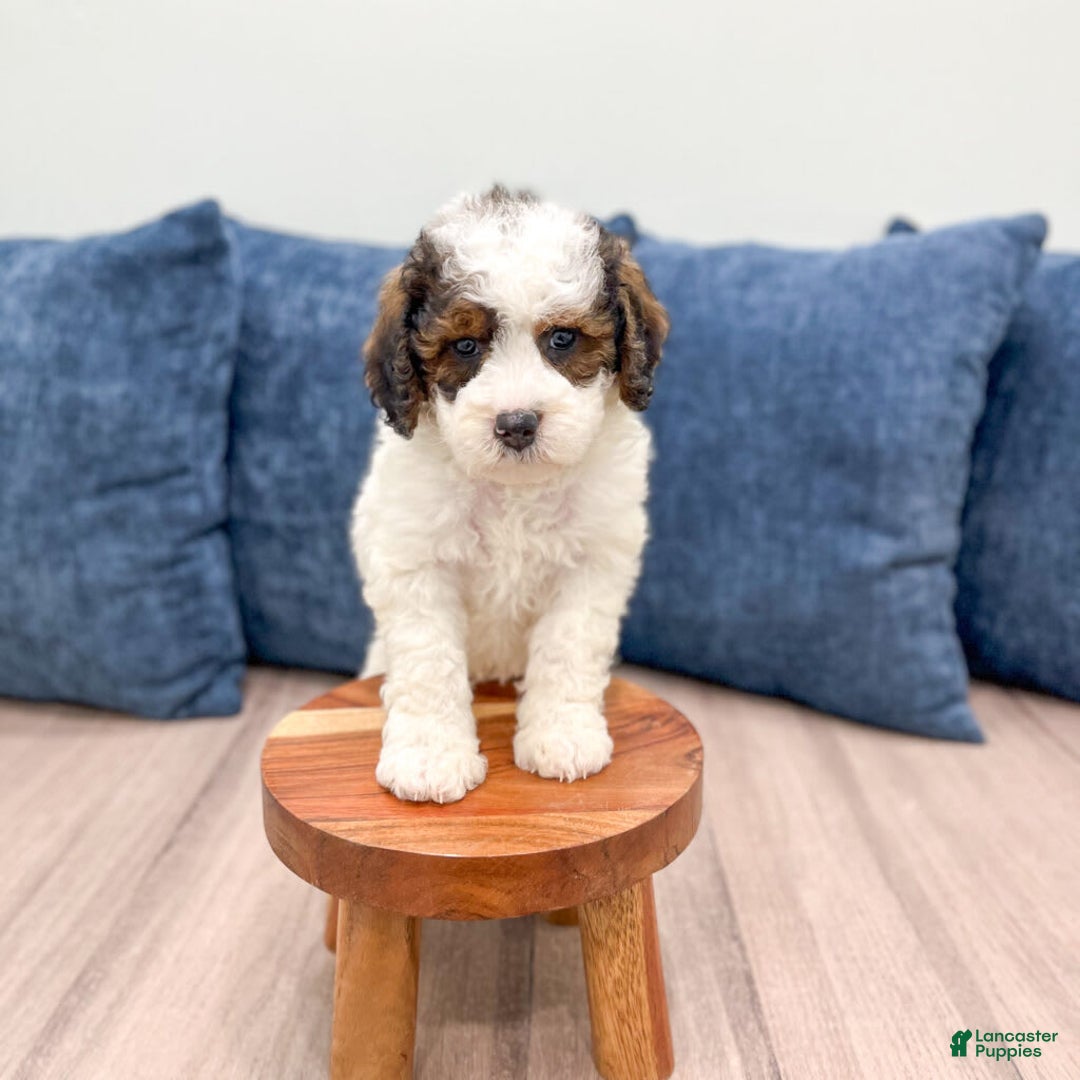 Mini Bernedoodle dogs for sale: Amelia - Image 3