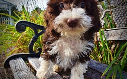 Havapoo dogs for sale: Happy - Image 8