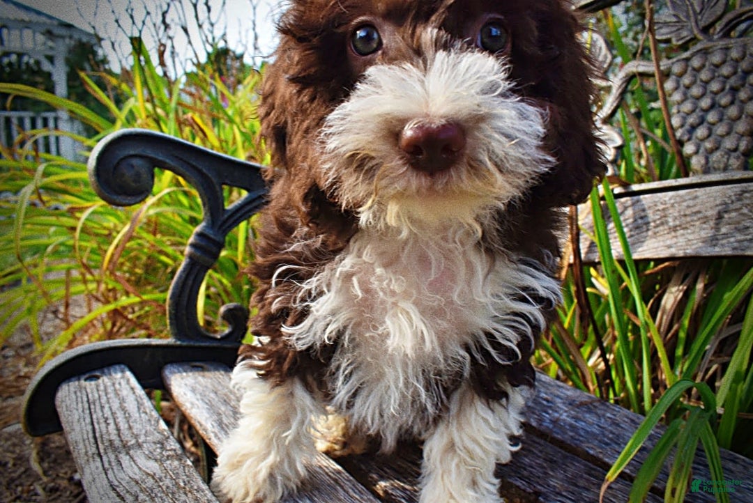 Havapoo dogs for sale: Happy - Image 8