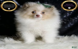 Pomeranian dogs for sale: Chai - Image 1