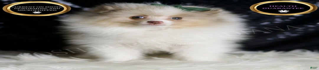 Chai