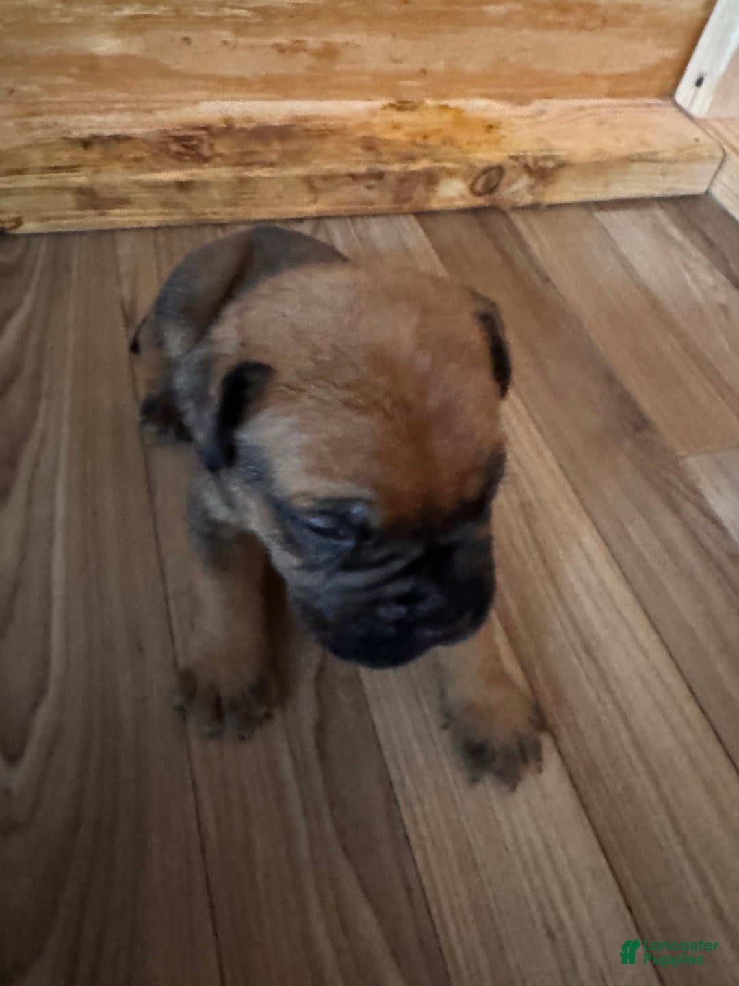 Bullmastiff dogs for sale: Puppy1 - Image 1