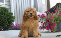 Goldendoodle dogs for sale: Sierra - Image 5