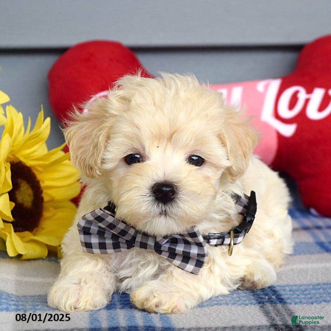 Maltipoo dogs for sale: Marly - Image 1
