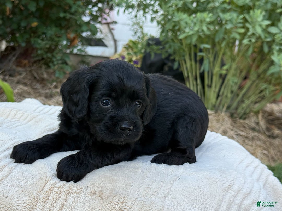 Cavapoo dogs for sale: Liam - Image 13