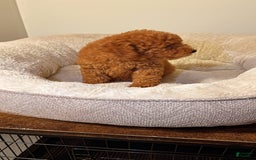 Toy Poodle dogs for sale: Willow - Image 3