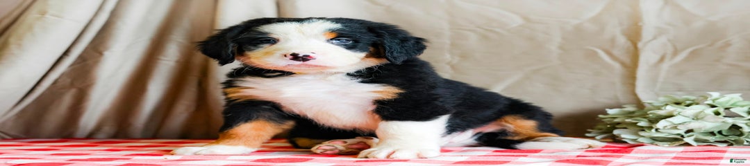 Marlo