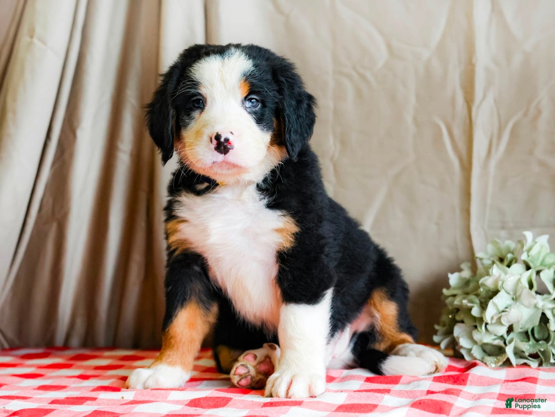Bernese Mountain Dog dogs for sale: Marlo - Image 1