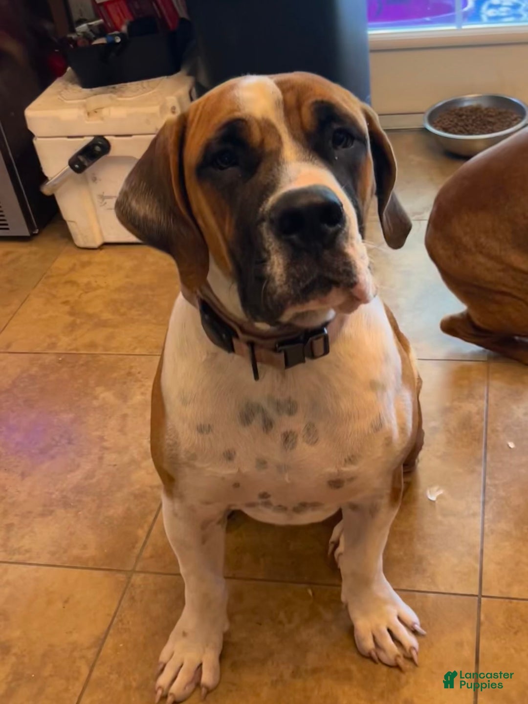 South African Boerboels dogs for sale: Shannon - Image 8