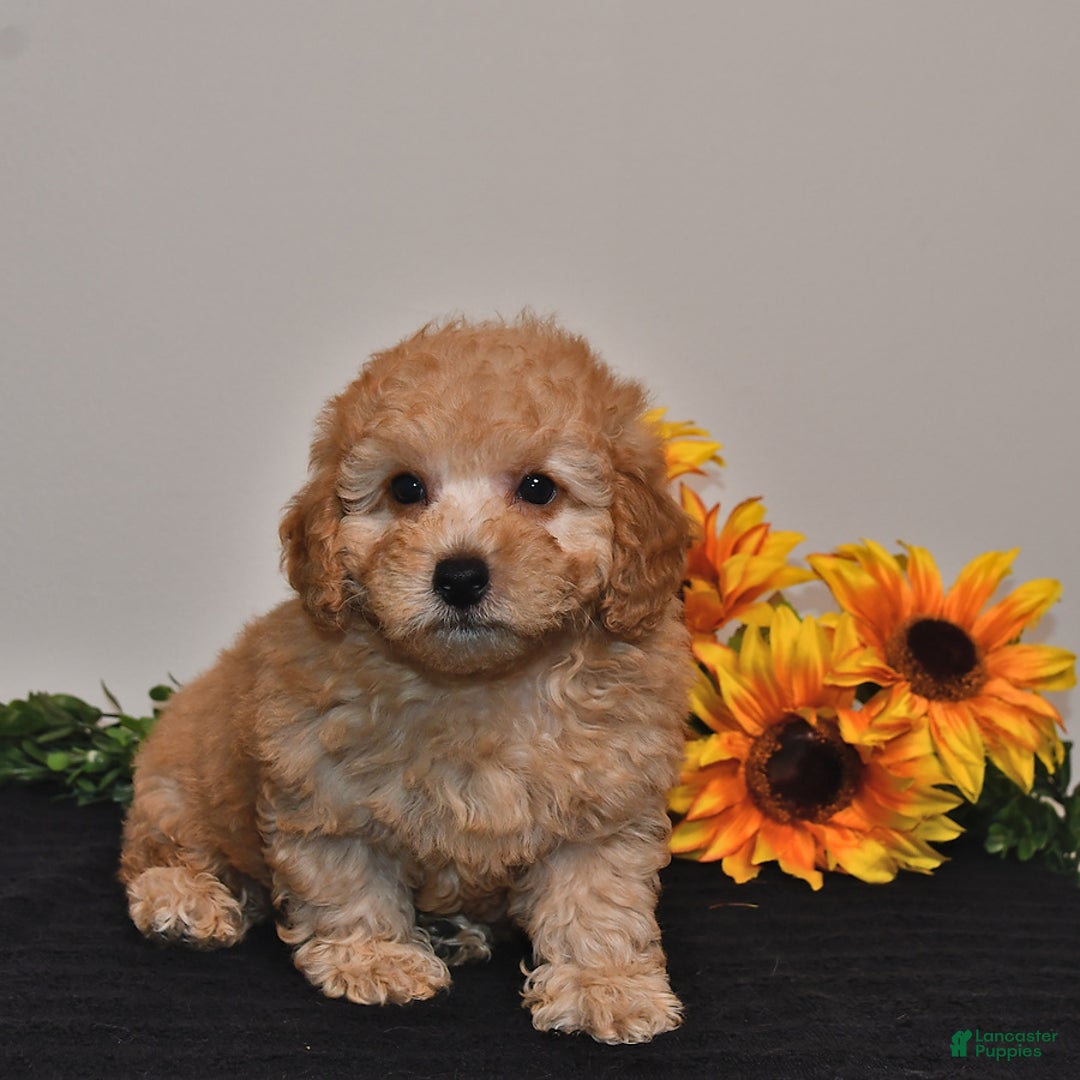 Miniature Poodle dogs for sale: Charlie - Image 3