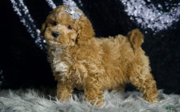Maltipoo dogs for sale: Donovan - Image 4