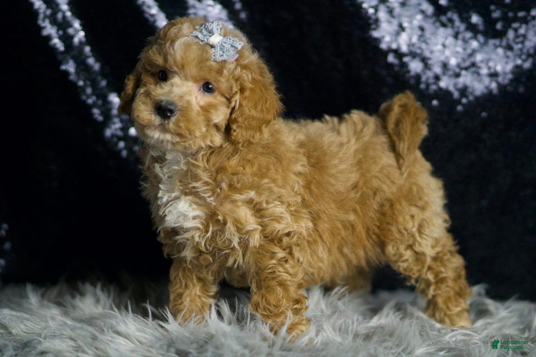 Maltipoo dogs for sale: Donovan - Image 4