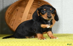 Miniature Dachshund dogs for sale: Sammy - Image 9