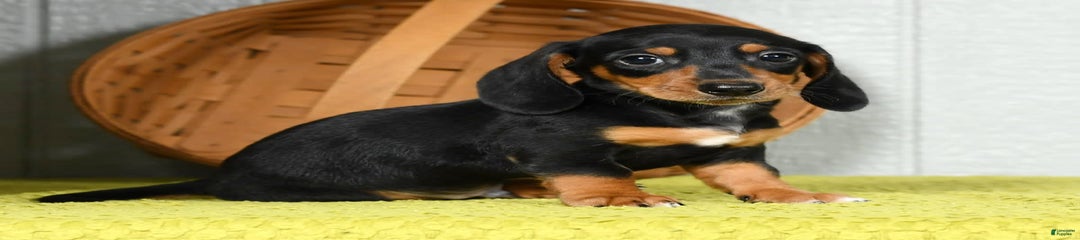 Sammy