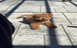 Maltipoo dogs for sale: Teddy - Image 4
