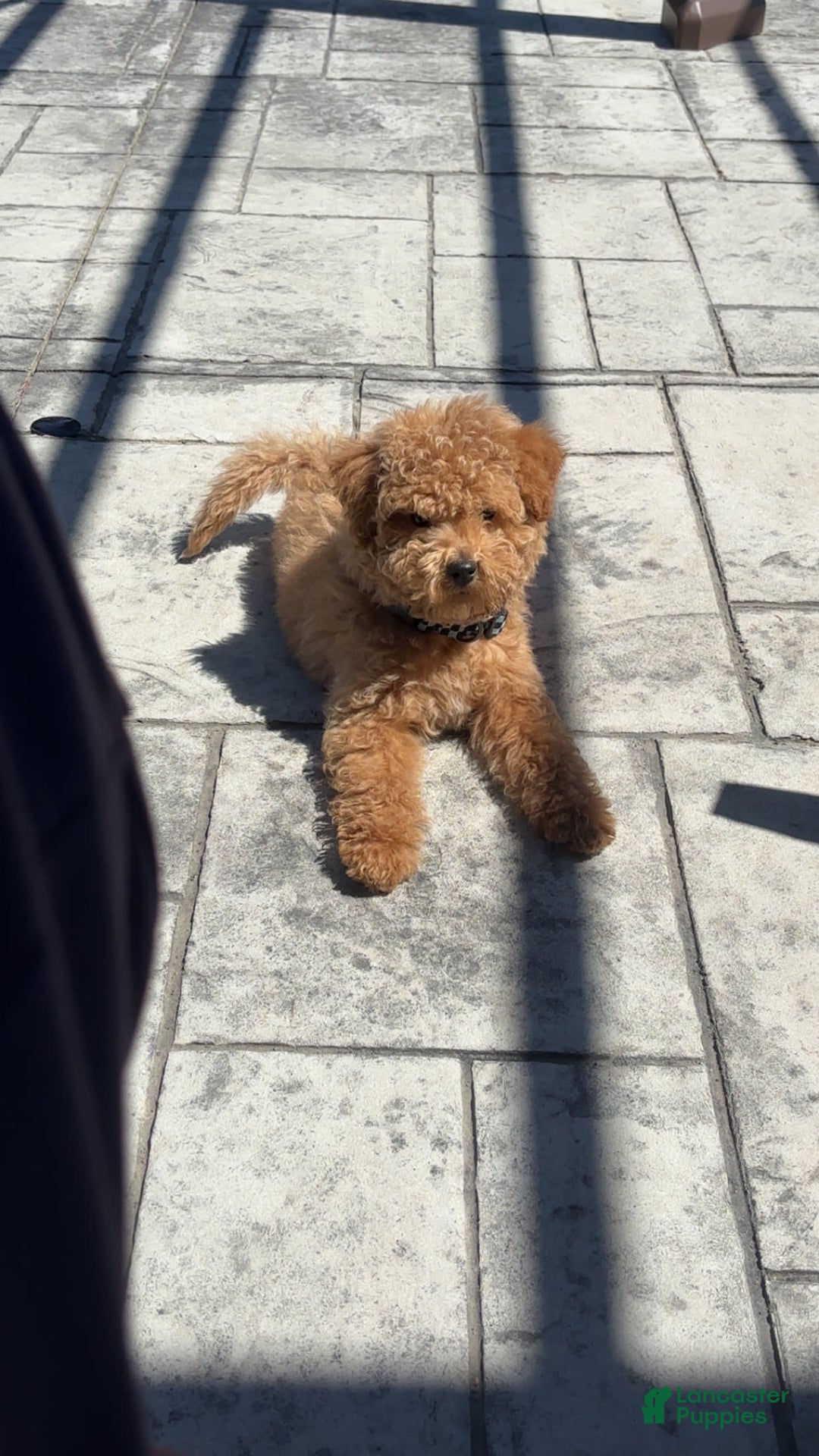 Maltipoo dogs for sale: Teddy - Image 4