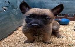 Belgian Malinois dogs for sale: Major - Image 3