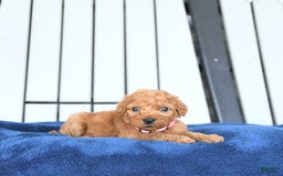 Mini Goldendoodle dogs for sale: Aurora - Image 11