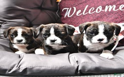 Cavalier King Charles Spaniel dogs for sale: Melanie Ruth - Image 3