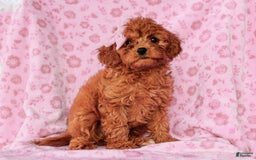 Cavapoo dogs for sale: Brooke - Image 5