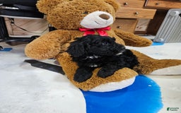 Portuguese Water Dog dogs for sale: Ranger - Image 1