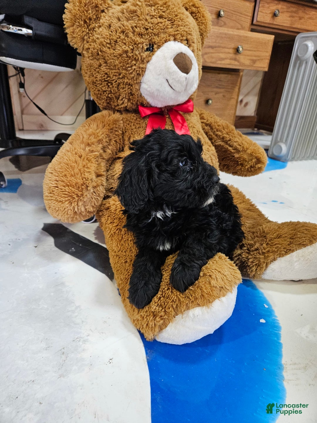Portuguese Water Dog dogs for sale: Ranger - Image 1