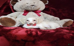 Miniature Dachshund dogs for sale: YETI - Image 10