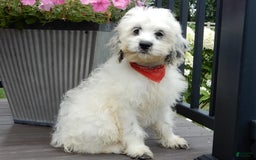 Cockapoo dogs for sale: Boomer - Image 14