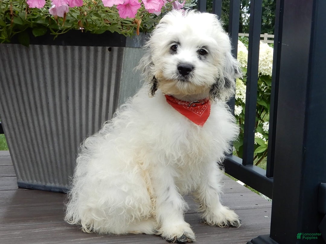Cockapoo dogs for sale: Boomer - Image 14