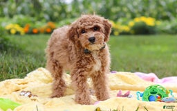 Yorkiepoo dogs for sale: Max - Image 10