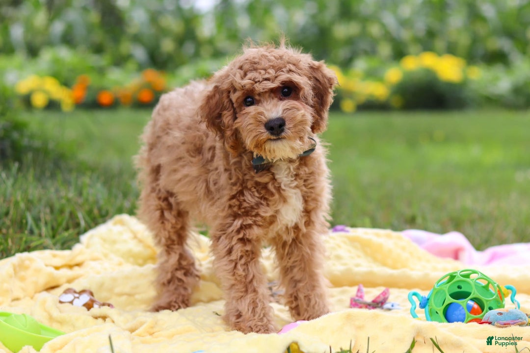 Yorkiepoo dogs for sale: Max - Image 10