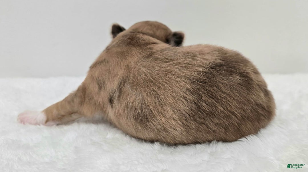 Chihuahua dogs for sale: Maple - Image 4