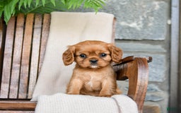 Cavalier King Charles Spaniel dogs for sale: Sweetie - Image 9