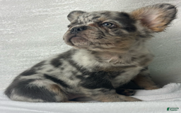 French Bulldog dogs for sale: cleo - Image 2