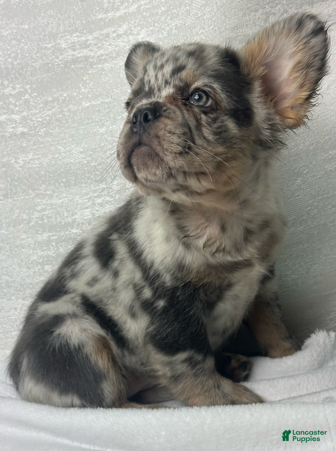 French Bulldog dogs for sale: cleo - Image 2