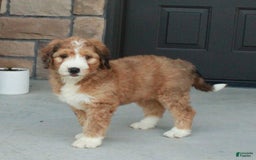 Bernedoodle dogs for sale: Chloe - Image 3