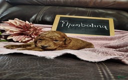 Mini Goldendoodle dogs for sale: Thumbelina - Image 8