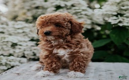 Miniature Poodle dogs for sale: Poppy - Image 10