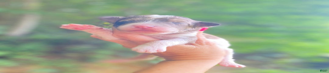 Speck