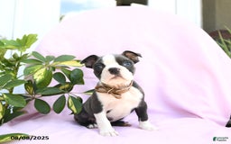 Boston Terrier dogs for sale: Violet - Image 1