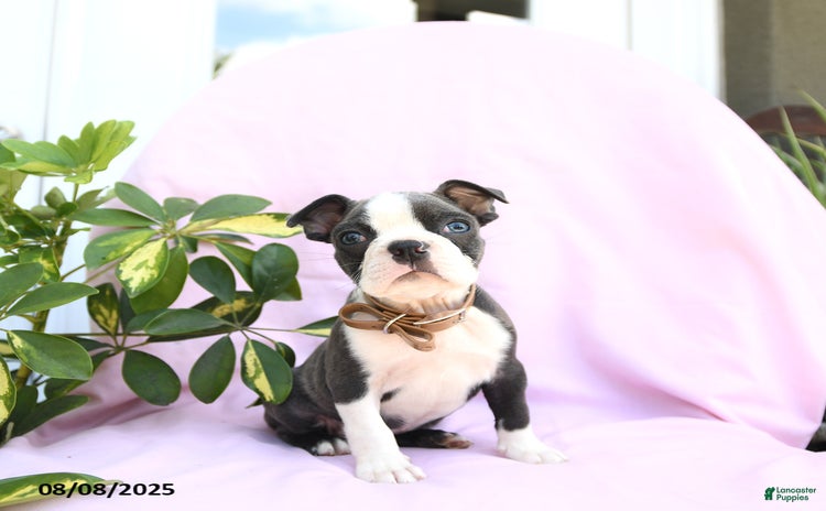 Boston Terrier dogs for sale - Ad 4