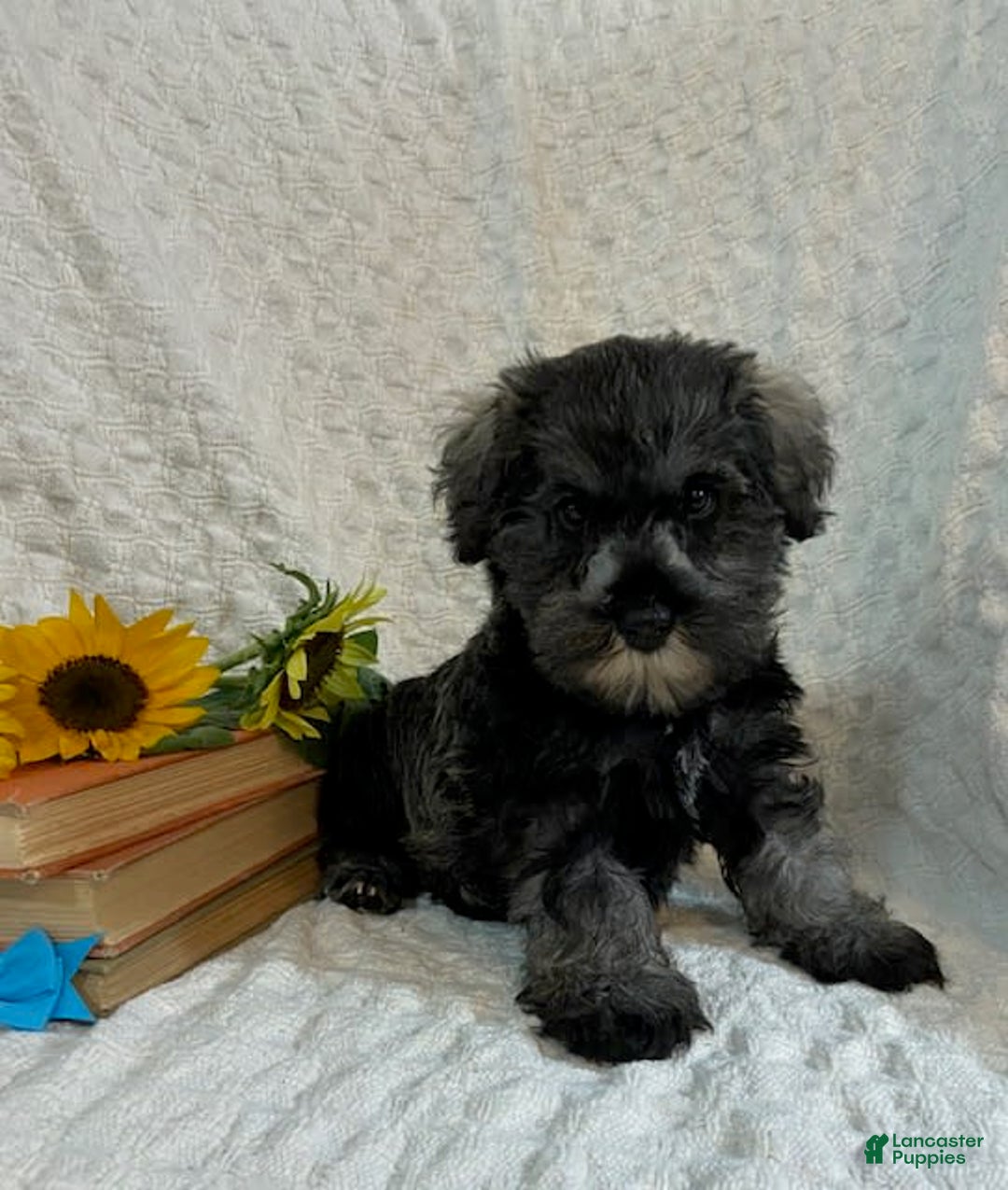 Miniature Schnauzer dogs for sale: Dessy - Image 2