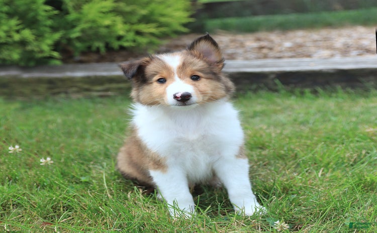 Shetland Sheepdog dogs for sale - Ad 2